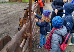 Dzieci przed wybiegiem dla kóz.
